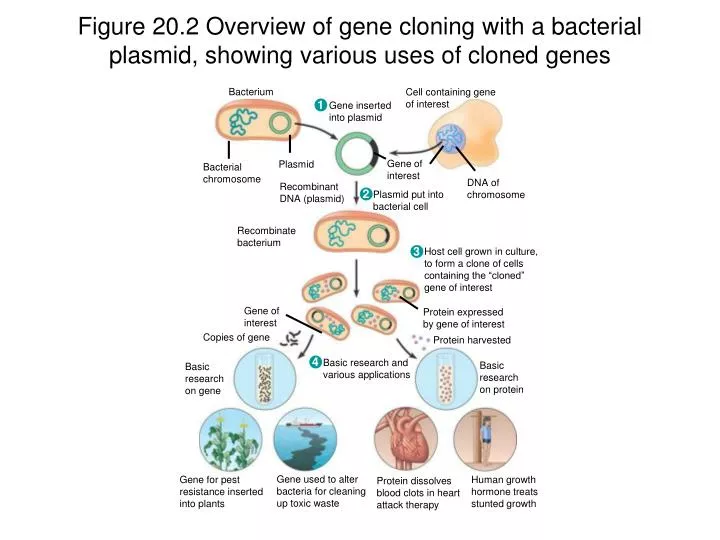 figure 20 2 overview of gene cloning with a bacterial plasmid showing various uses of cloned genes