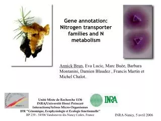 Gene annotation: Nitrogen transporter families and N metabolism