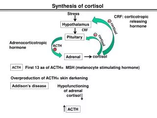 Synthesis of cortisol
