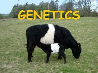 GENETICS