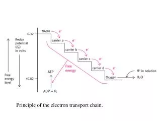 Principle of the electron transport chain.