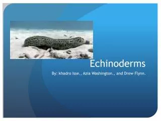 Echinoderms