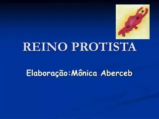 reino protista