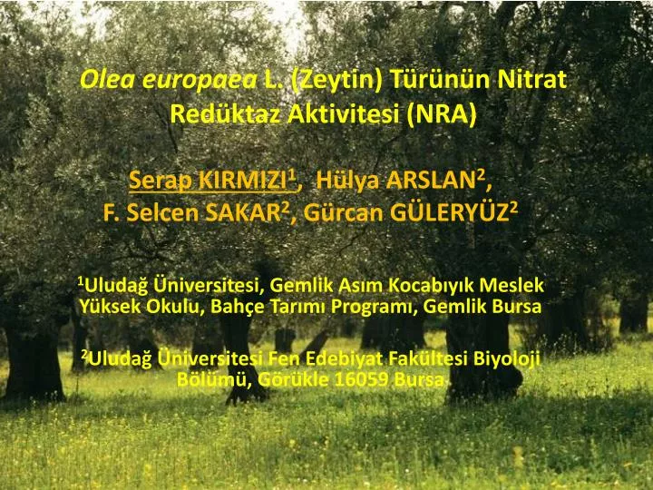 olea europaea l zeytin t r n n nitrat red ktaz aktivitesi nra