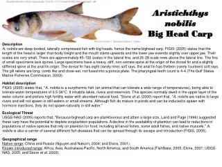 Aristichthys nobilis Big Head Carp