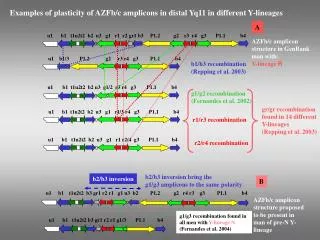 Examples of plasticity of AZFb/c amplicons in distal Yq11 in different Y-lineages