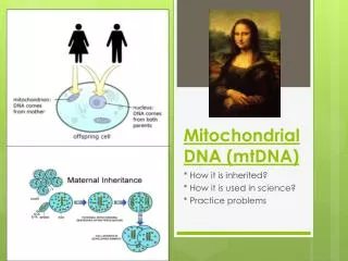 Mitochondrial DNA (mtDNA)