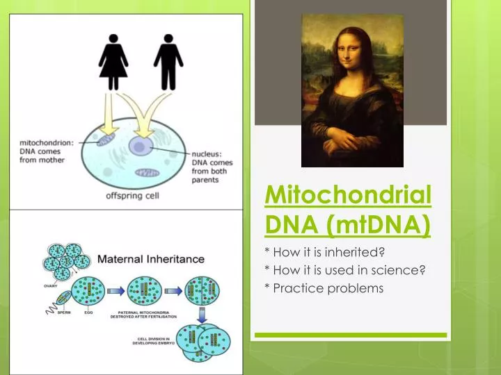 mitochondrial dna mtdna