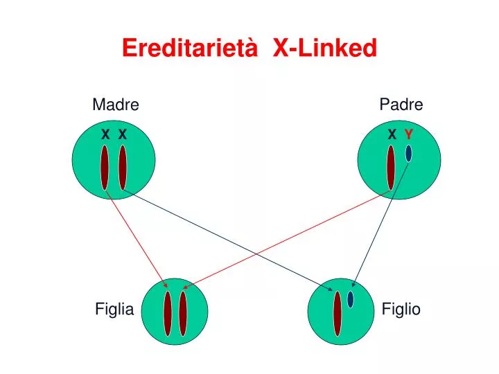 ereditariet x linked