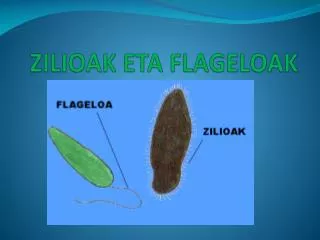 zilioak eta flageloak