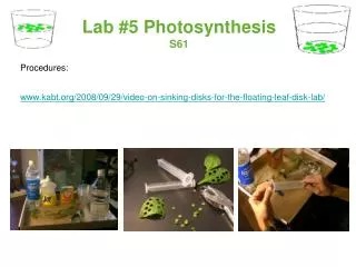 Lab #5 Photosynthesis S61