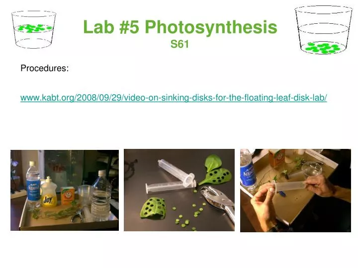 lab 5 photosynthesis s61