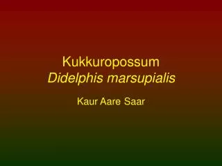 kukkuropossum didelphis marsupialis