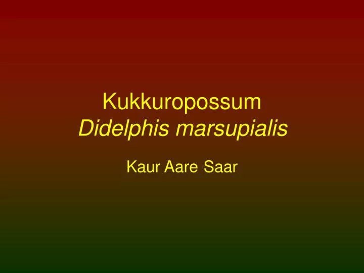 kukkuropossum didelphis marsupialis