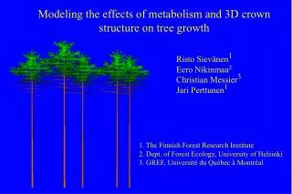 Modeling the effects of metabolism and 3D crown structure on tree growth
