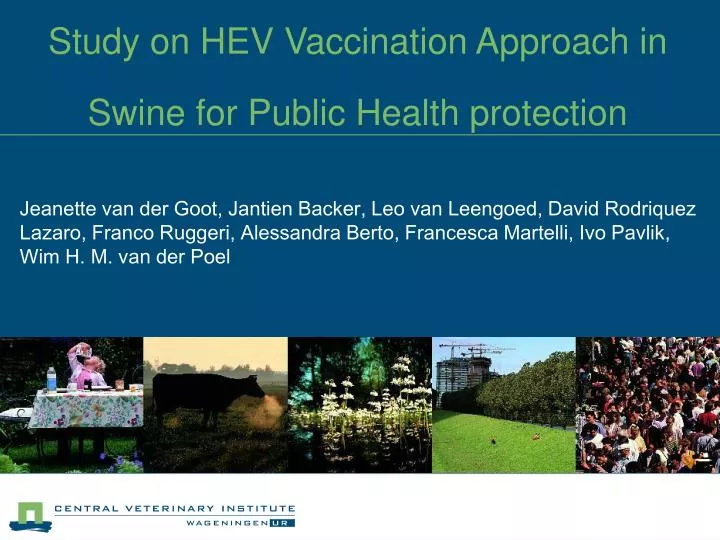 study on hev vaccination approach in swine for public health protection