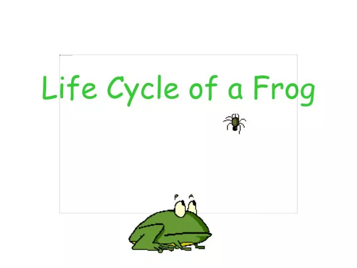 life cycle of a frog