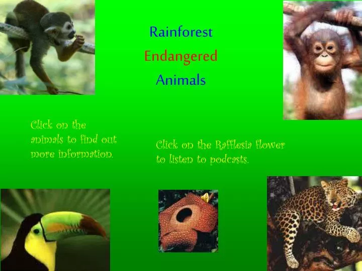 rainforest endangered animals