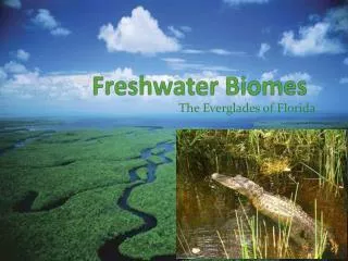 Freshwater Biomes