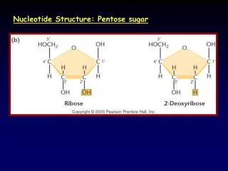 Nucleotide Structure: Pentose sugar