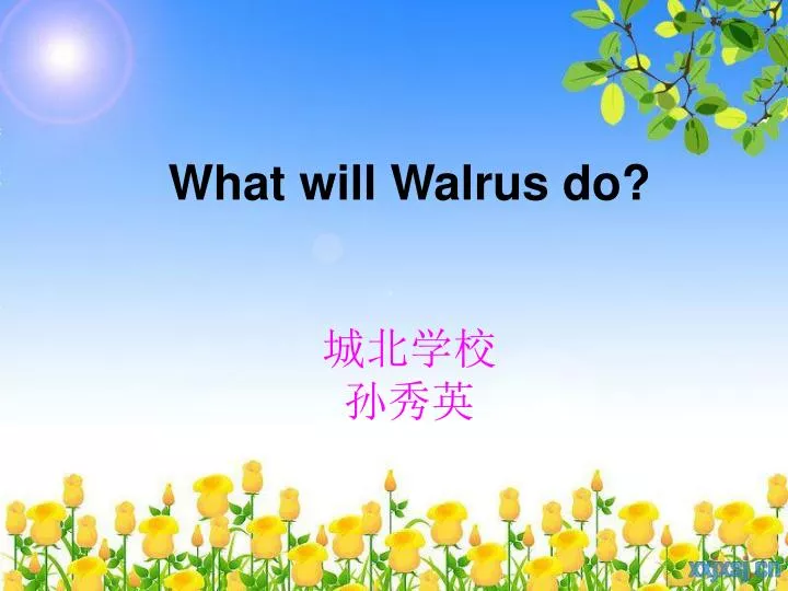 what will walrus do