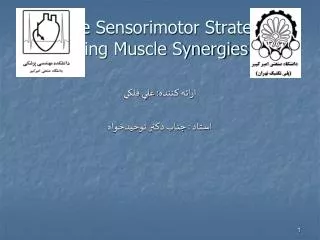 flexible sensorimotor strategies using muscle synergies