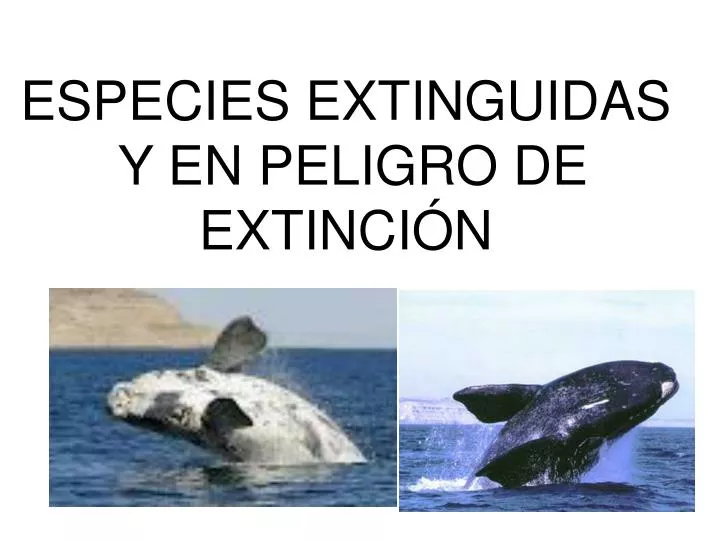 especies extinguidas y en peligro de extinci n