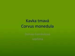 kavka tmav corvus monedula