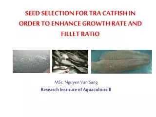 SEED SELECTION FOR TRA CATFISH IN ORDER TO ENHANCE GROWTH RATE AND FILLET RATIO