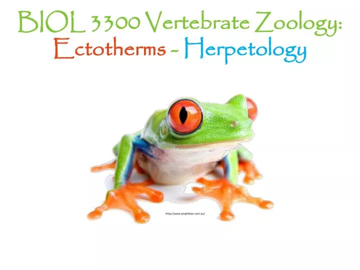 biol 3300 vertebrate zoology ectotherms herpetology