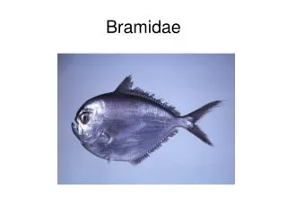 Bramidae