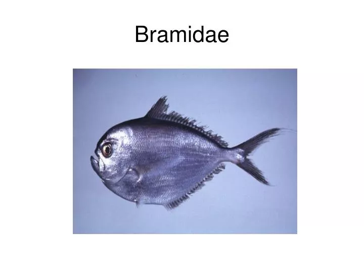 bramidae