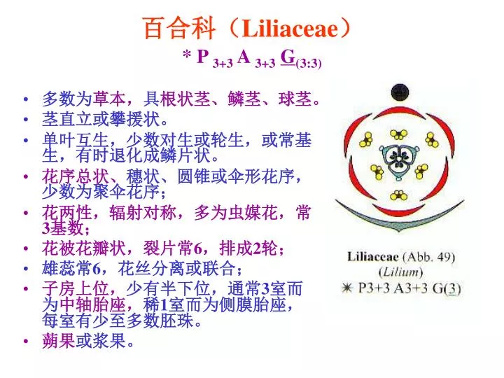 liliaceae p 3 3 a 3 3 g 3 3