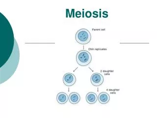 meiosis