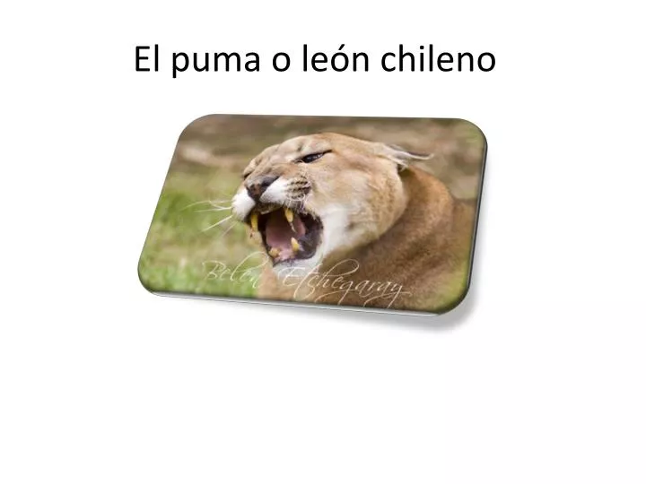 el puma o le n chileno