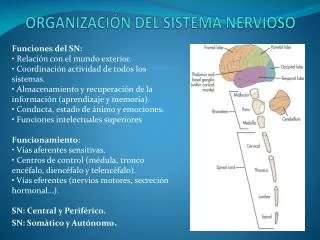 organizaci n del sistema nervioso