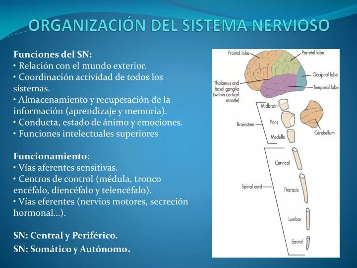 organizaci n del sistema nervioso