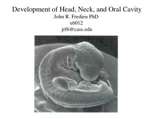 Development of Head, Neck, and Oral Cavity John R. Fredieu PhD x6012 jrf6@case