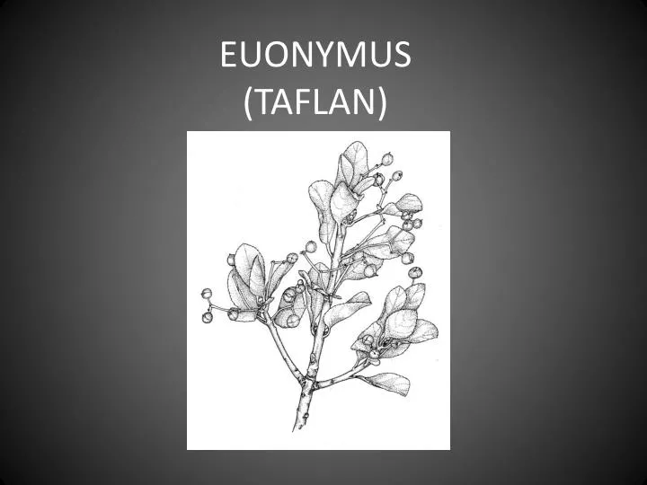 euonymus taflan