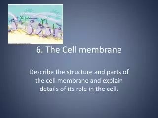 6. The Cell membrane