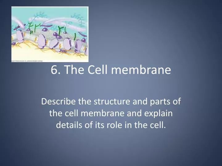 6 the cell membrane