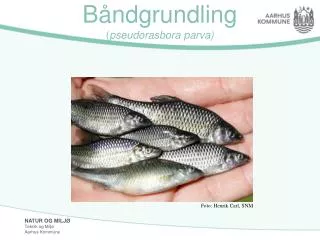 b ndgrundling pseudorasbora parva