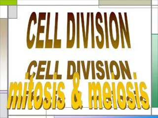 CELL DIVISION mitosis &amp; meiosis