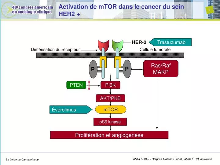 activation de mtor dans le cancer du sein her2