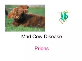 Mad Cow Disease Prions