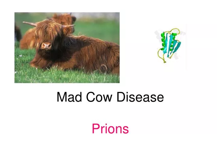 mad cow disease prions