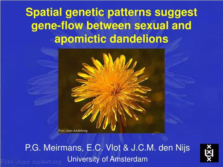 spatial genetic patterns suggest gene flow between sexual and apomictic dandelions