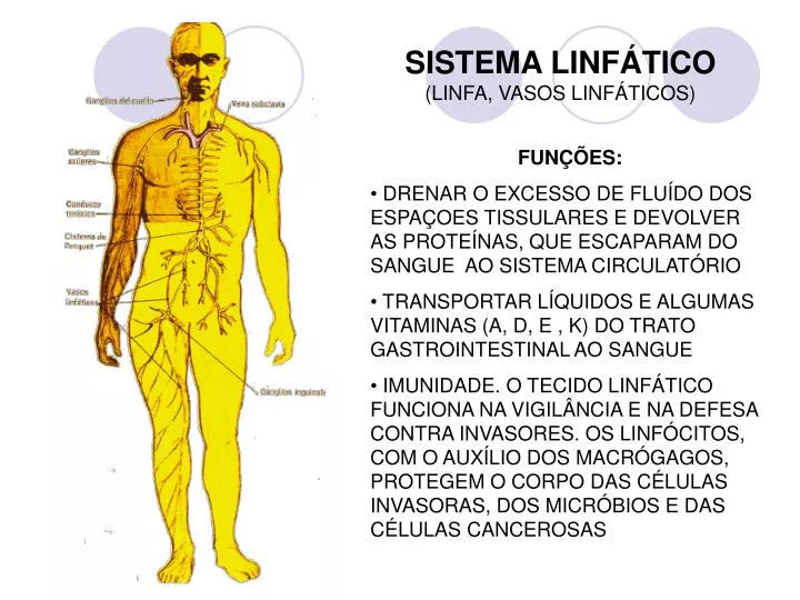 sistema linf tico linfa vasos linf ticos