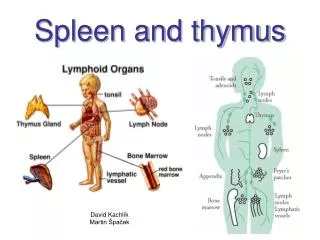 Spleen and thymus