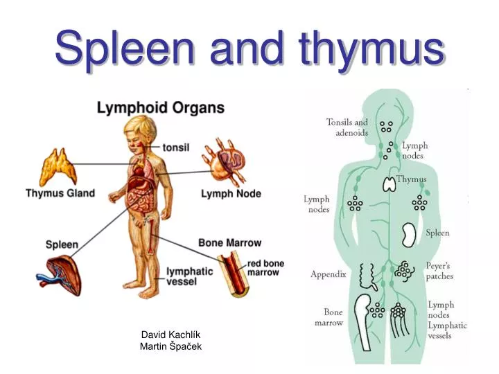 spleen and thymus